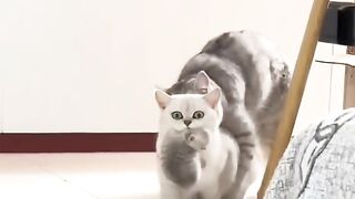 funny cat Cat cuts