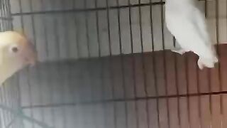 Red beak