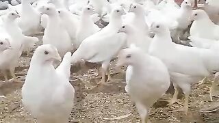 White farm for chicken ll chickens are not harvested