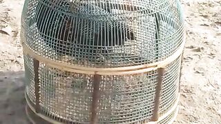 Not a hen