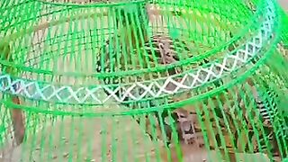 Ever Green cage