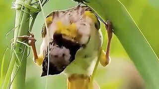 creatings of nature