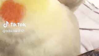 Bird signs cookies songs