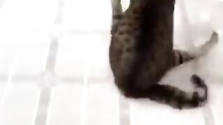 Funny cats video, Try not to laughing.
