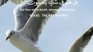 video 351