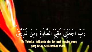video 355