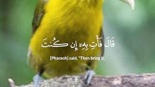 video 374