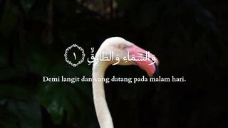 video 379