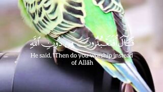video 381
