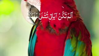 video 385