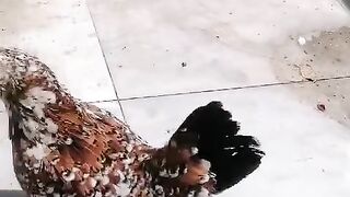 Pasina pasina