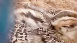 The chicken of a bird