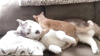 cat short video funny cat fight video funny cat sound video funny cat talking video funny cat dance video funny cat rat video funny cat an