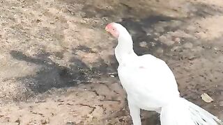 The white support