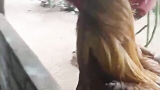 The red bull 2