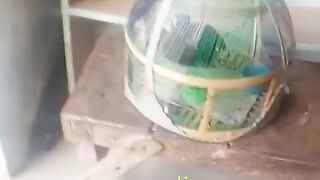 The cage of a bird ll