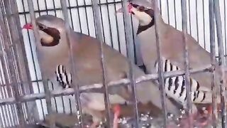 The birds pata