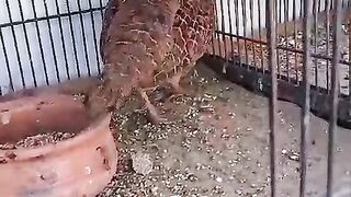 Caged ll cage ll bird