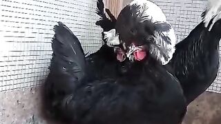 Three. Foutrr