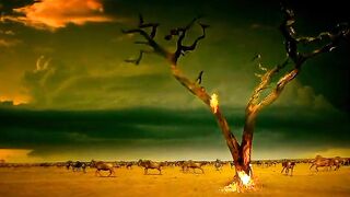 The forest is now destroyed and the animals and birds are in danger