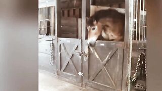 Funny animal video# plz, follow and subscribed my channel