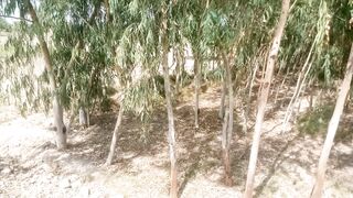 اس درخت کا نام بتائیں