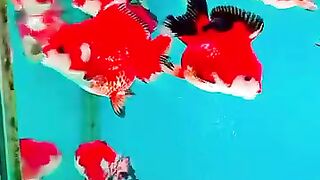 Oranda