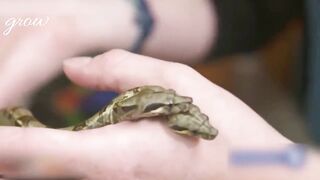 A two-headed snake is revealed 2