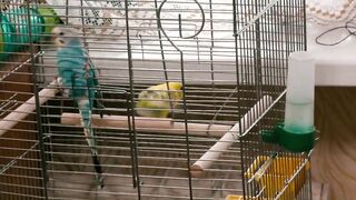 Dancing and singing budgies.