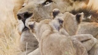 Animals Lion Cub