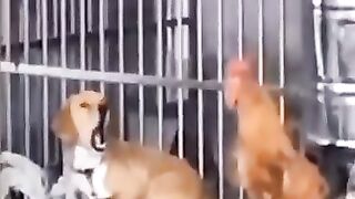 Animals Funny????