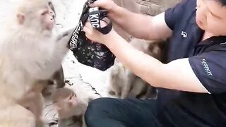 Funny monkey.