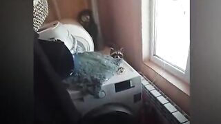 The mother of the raccoons is the same owner whose apartment the raccoons destroyed