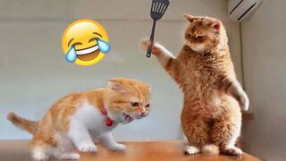 Funny cute cat video, Plz watch and follow my channel