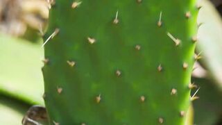 Stir-Fried Ham With Cactus