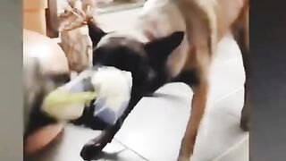 Funny dog compilation video# follow and subscribed my channel