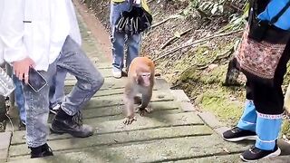 Monkeys mountain in China.