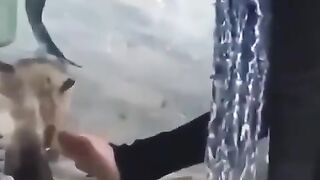 woman find a cute puppy