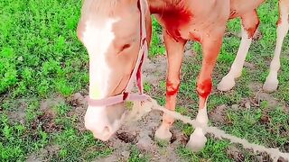 Horse video 4