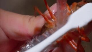 Fresh crayfish