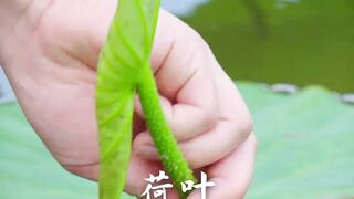 Did you know that even lotus leaves can be eaten?