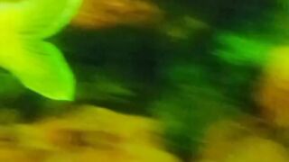 Fishes 5
