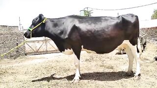 Cow for sale 4