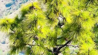 status,status video,status song,status whatsap,beast song,good song,video,natural 217