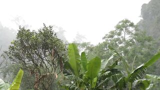 How To Make Wine From Trees