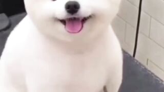puppy sounds puppy videos poppy playtime chapter 4 puppy crying puppy song puppy cartoon poppy playtime puppy barking puppy love