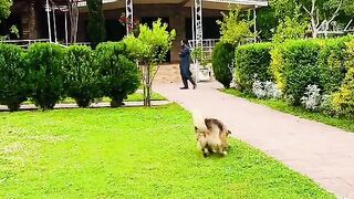 status,status video,status song,status whatsap,beast song,good song,video,natural 223