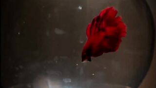 Fighter fish cathing his food????