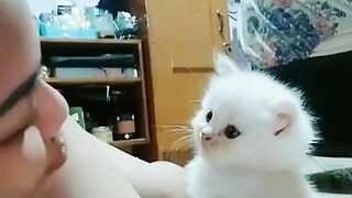 kucingx lucu teman2