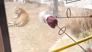 Feeding tigers meet
